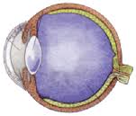 anatomia-del-ojo-